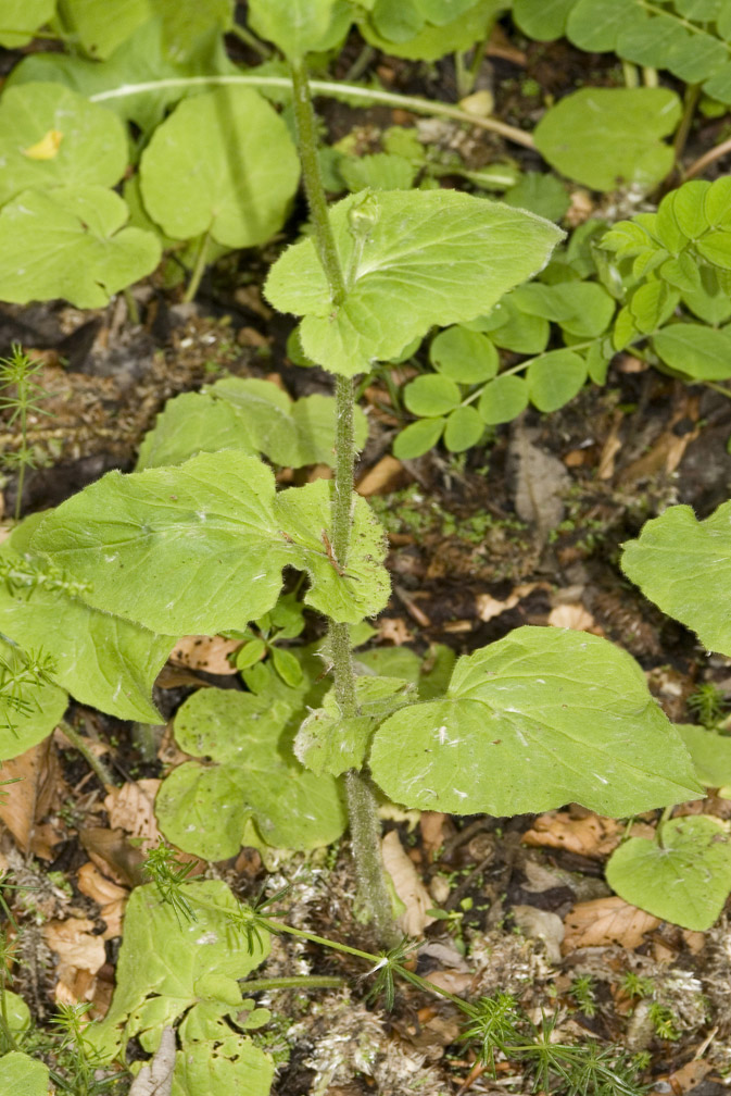 Doronicum austriacum ?